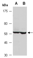 RCOR2 Antibody Western (Abiocode)