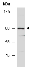CPEB4 Antibody Western (Abiocode)