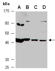 FBXL3 Antibody Western (Abiocode)