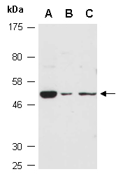 GPR15 Antibody Western (Abiocode)