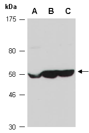 NSMF Antibody Western (Abiocode)