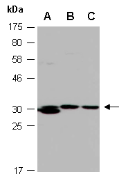 CLEC7A Antibody Western (Abiocode)