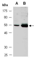 KLF4 Antibody Western (Abiocode)