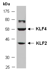 KLF2 Antibody Western (Abiocode)
