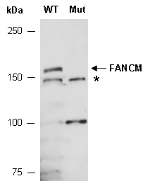 FANCM Antibody Western (Abiocode)