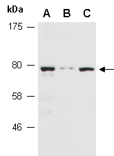 TRAF7 Antibody Western (Abiocode)