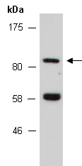 FZD6 Antibody Western (Abiocode)