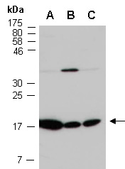 MFAP2 Antibody Western (Abiocode)