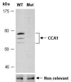 CCA1 Antibody Western (Abiocode)