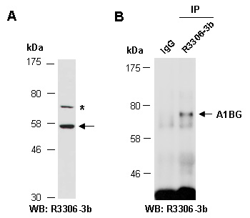 A1BG Western IP Antibody (Abiocode)