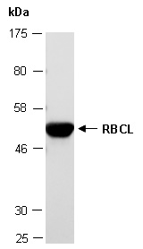 RBCL, RuBisCO Antibody Western (Abiocode)