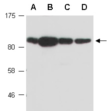 CTCF Western Antibody (Abiocode)