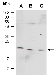 CST7 Antibody Western (Abiocode)