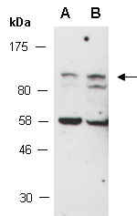 COL6A1 Antibody Western (Abiocode)