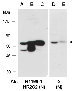 NR2C2 Antibody Western (Abiocode)