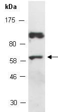 TRAF5 Antibody Western (Abiocode)