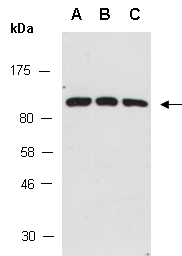 RGL1 Antibody Western (Abiocode)