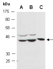 MAPK11 Antibody Western (Abiocode)