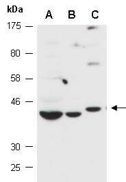 OTUD3 Antibody Western (Abiocode)