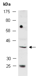NPRL2 Antibody Western (Abiocode)