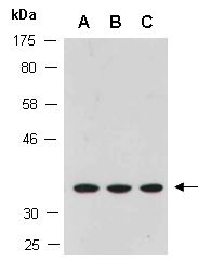 SEC13 Antibody Western (Abiocode)
