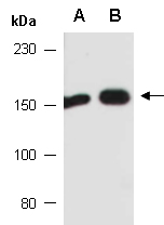 CSF1R Antibody Western (Abiocode)
