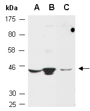 PAX9 Antibody Western (Abiocode)