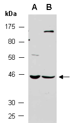 SP7 Antibody Western (Abiocode)