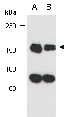 MED23 Antibody Western (Abiocode)