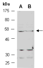 EFEMP1 Antibody Western (Abiocode)