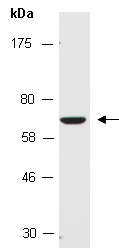 NPAS1 Antibody Western (Abiocode)