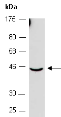 MAMSTR Antibody Western (Abiocode)