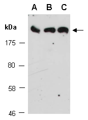 SPTAN1 Antibody Western (Abiocode)