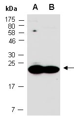 NHP2 Antibody Western (Abiocode)