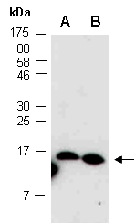 SOD1 Antibody Western (Abiocode)