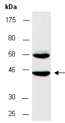 RNF2 Antibody Western (Abiocode)