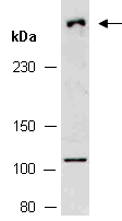 BCORL1 Antibody Western (Abiocode)