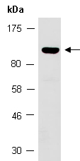 SPECC1 Antibody Western (Abiocode)