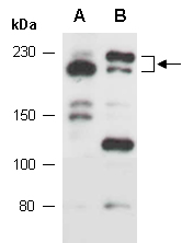 MARF1 Western Antibody (Abiocode)