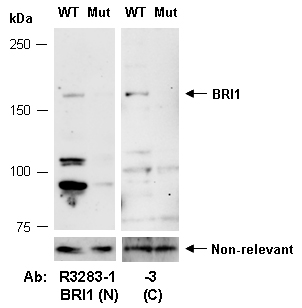 BRI1 Antibody Western (Abiocode)