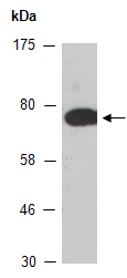 NPR1 Antibody Western (Abiocode)