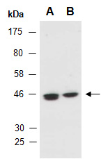 NUCB2 Antibody Western, Abiocode