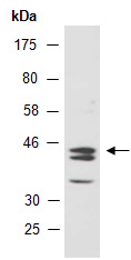 DNMT3L Antibody Western