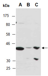 RNF41 Antibody Western, Abiocode