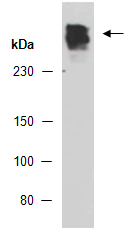 CUL9 Antibody Western, Abiocode