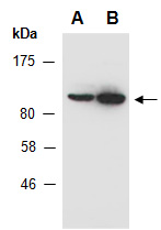 RPS6KA4 Antibody Western, Abiocode