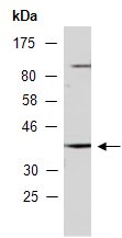 STX4 Antibody Western, Abiocode