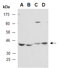 LHX6 Antibody Western, Abiocode