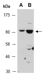 TCF3 Antibody Western, Abiocode