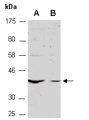 WNT Antibody Western, Abiocode